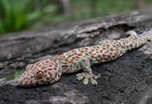 Descubren que la microtextura de la piel del gecko reduce hasta tres veces la pérdida de agua