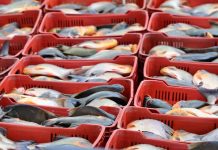 Apure inicia pesca de 75 toneladas de pescado para fortalecer la soberanía alimentaria en el país