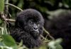 Nace un nuevo gorila de montaña en Virunga y consolida a la familia Bageni como la más grande del mundo