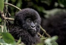 Nace un nuevo gorila de montaña en Virunga y consolida a la familia Bageni como la más grande del mundo