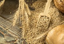 FAO reporta alza global en los precios de los alimentos por encarecimiento de cereales, azúcar y aceites vegetales