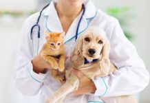Maracaibo realizará jornadas veterinarias para perros y gatos este sábado 24 y 31 de octubre