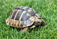 Delcy Rodríguez difunde mensaje ambiental enfocado en la conservación de especies autóctonas (+ Video)