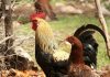 Adiós al coleo, corralejas y peleäs de gallos: Colombia prohíbe todos los espectáculos con animales