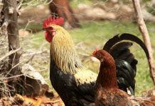 Adiós al coleo, corralejas y peleäs de gallos: Colombia prohíbe todos los espectáculos con animales