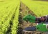 Activan plan para controlar precios de agroinsumos y garantizar rentabilidad agrícola