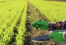 Activan plan para controlar precios de agroinsumos y garantizar rentabilidad agrícola