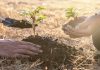 Sudáfrica supera los 7 millones de árboles plantados dentro de la iniciativa «Mil Millones de Árboles»