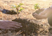 Sudáfrica supera los 7 millones de árboles plantados dentro de la iniciativa «Mil Millones de Árboles»