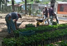 Entregan 4.500 plantas de café a productores para impulsar el desarrollo agrícola en Trujillo