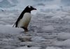 Hallan nueva especie de pingüino en el Océano Índico tras más de un siglo sin descubrimientos