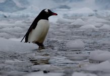 Hallan nueva especie de pingüino en el Océano Índico tras más de un siglo sin descubrimientos