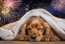 Países Bajos prohíbe el uso doméstico de fuegos artificiales para reducir accidentës y proteger el bienestar animal en Nochevieja