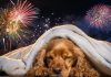 Países Bajos prohíbe el uso doméstico de fuegos artificiales para reducir accidentës y proteger el bienestar animal en Nochevieja