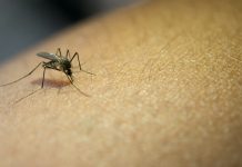 OMS reporta un único caso humano del virüs Shamonda en el mundo y descarta presencia en las Américas