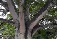 Denuncian presunta intención de secar las raíces de una emblemática Ceiba por obras de reparación en el Parque del Este (+ Video)