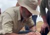 Autoridades inspeccionan jornada de cosecha de maní y maíz en la Mesa de Guanipa para impulsar la producción en Anzoátegui (+ Video)