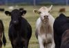 Caracas se prepara para convertirse en la capital del campo venezolano con la gran Expoferia Ganadera y Agrícola 2026