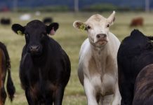 Caracas se prepara para convertirse en la capital del campo venezolano con la gran Expoferia Ganadera y Agrícola 2026