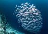 Panamá decreta el cierre de la temporada de pesca de arenque para resguardar la reproducción de la especie