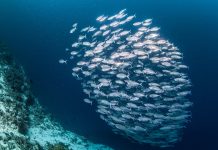 Panamá decreta el cierre de la temporada de pesca de arenque para resguardar la reproducción de la especie