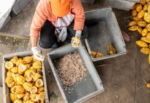 Gobernación de Miranda y sector privado impulsan la excelencia del cacao mirandino en los Valles del Tuy