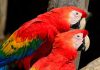 La conmovedora historia de dos guacamayas que viajaron casi 1.000 kilómetros por un nuevo hogar