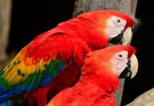 La conmovedora historia de dos guacamayas que viajaron casi 1.000 kilómetros por un nuevo hogar