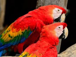 La conmovedora historia de dos guacamayas que viajaron casi 1.000 kilómetros por un nuevo hogar