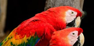 La conmovedora historia de dos guacamayas que viajaron casi 1.000 kilómetros por un nuevo hogar