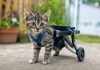 Gatito con movilidad reducida recupera su desplazamiento gracias a una silla de ruedas casera