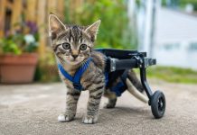 Gatito con movilidad reducida recupera su desplazamiento gracias a una silla de ruedas casera