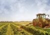 Nuevos aranceles de EE.UU. generarán pérdidas por 800 millones de dólares al sector agrícola de Chile