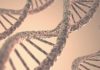 Identifican seis genes clave para predecir la supervivencia en la leucemia mieloide aguda
