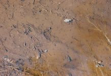 Desbordamientø del río Osun deja más de 700 edificios afectadôs e inundacionës en Nigeria