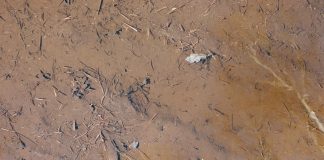 Desbordamientø del río Osun deja más de 700 edificios afectadôs e inundacionës en Nigeria