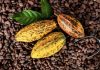 El chocolate venezolano impresiona en París y suma nuevos reconocimientos internacionales