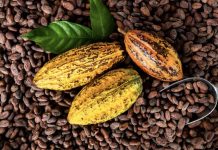 El chocolate venezolano impresiona en París y suma nuevos reconocimientos internacionales