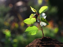 Sudáfrica siembra más de siete millones de árboles en un período de seis meses