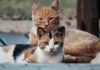 La ciencia lo confirma: la inteligencia y la creatividad son rasgos clave de los amantes de los gatos