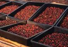 Desde el Puerto Seco de Barquisimeto exportan 42 toneladas de café a España y Turquía